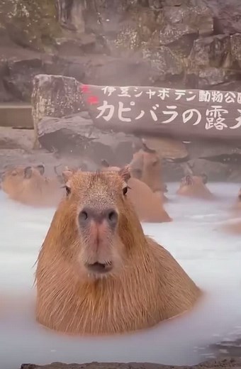 Capybara: The Ultimate Vibe | Funny Capybara Memes and Love