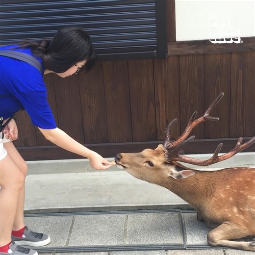 "You guys prepared all that delicious food for us, right?" - 😼🐶 | The Pet Collective