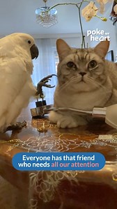 With a #gentle touch, even a #parrot can become personal masseuse to #kitty | Poke My Heart