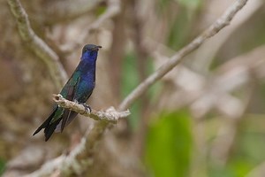 Sapphire throated hummingbird - Alchetron, the free social encyclopedia