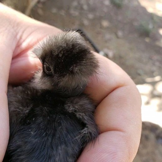 Daybird Aviaries on Reels | Facebook