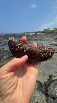 Hawaii Wild Tide Pool Creatures!