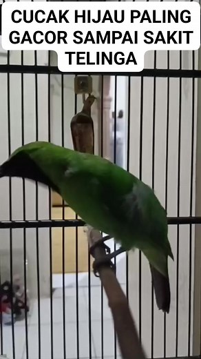 58K views · 888 reactions | #cucakijo #gacor #jagogacor | Jaguar kicau | Facebook