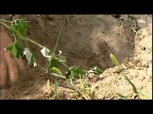 Výsadba jahod a malin