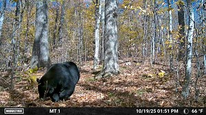 Big Vermont Bruin | Jeremy Baker