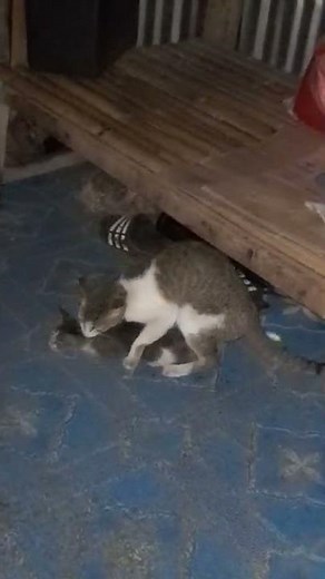 Male cat raped this kitten so hard, this cat gone crazy! #shorts