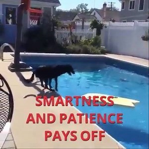 1.3K views · 23 reactions | Smartness and patience pays off!! LIKE Animal Lovers Club | Animal Lovers Club | Facebook