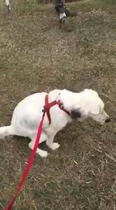 Association RPA on Reels