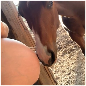 1.3M views · 12K reactions | Horses & babies have the best energy  | MetDaan Tips | Facebook