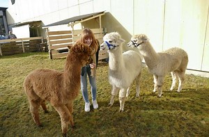 Tiergestützte Therapie: Die beruhigende Wirkung der Alpakas - Frankenpost