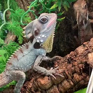 Boyd's forest dragon (Lophosaurus boydii)⁠ por @fanatic_4_reptiles ⁠ www.dasilvasauro.com.br A maior e mais completa loja do Brasil para répteis e anfíbios! | Da Silva Sauro