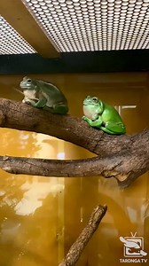 What did one frog say to the other? Nothing ribbeting.. 🎥 Keeper Suzie #forthewild | Taronga Zoo Sydney