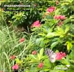 23K views · 580 reactions | At Palava, we are blessed with a wonderful surrounding that has a rich natural heritage in store. Thank you Nandini Mazumdar for capturing that beautifully. #PalavaPhotoClub #Palava | Palava City | Facebook