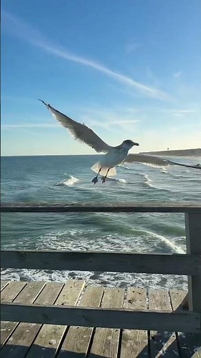 #shortvideo Seeing pigeons at sea is simply beautiful 🤩 Doraly Vlogs 🇺🇸