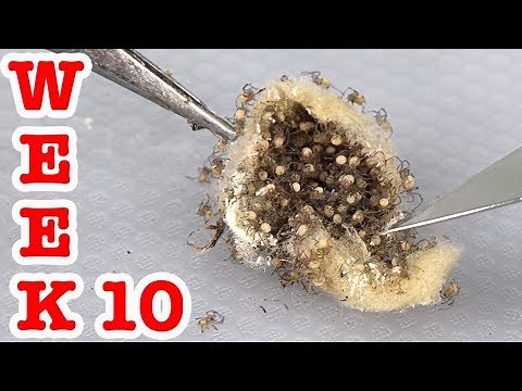 Redback Spiders Week 10 Spiderlings Are So Cute & Deadly EDUCATIONAL VIDEO