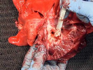 Small Animal Necropsy Part II