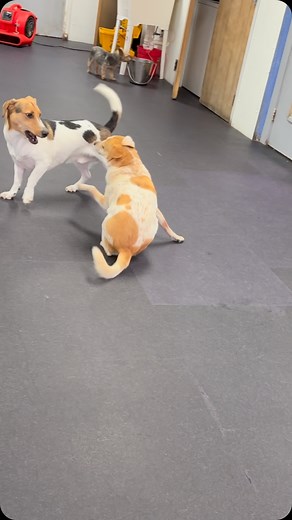 Santa said whoever plays the hardest gets the most gifts! #metropet #beaglemix #feistmix | Metropet Dog Center, Inc