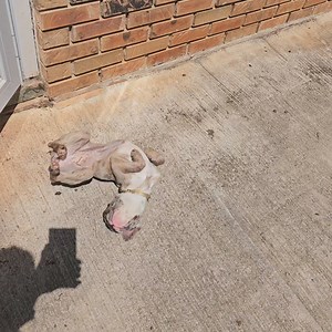 1.8K views · 73 reactions | Marvella Estelle basking in the sun. Allergy testing later this week. | Walking Home Together | Facebook