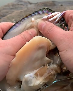 The rare process of opening clams for pearls! | MetDaan Fitness