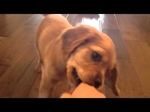 Cocker spaniel puppy