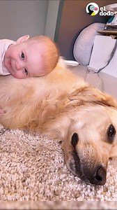 Perro se convierte en un buen chico por la mejor razón 💛 | El Dodo