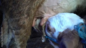 simental and charolais calves fed with mother's milk.