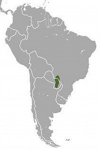 Paraguayan fat tailed mouse opossum - Alchetron, the free social encyclopedia
