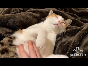 甘えんぼな猫たちの癒しのナイトルーティーン