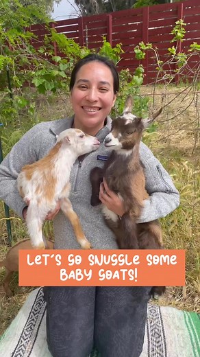 The goats over at Oats and Ivy Farm are the true MVPs...of cuteness! 🐐😍 Head on over for a goat yoga class or a snuggle session to enjoy their loving and sweet selves. Plus, check out handmade goods made from goat milk as a parting gift. 🎁 🎶: wendlomusic • You Make My Dreams (Come True) | Visit Camarillo