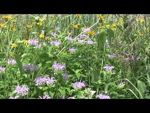 Prairie restoration: renewing the land