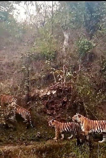 Bengal Tiger Family | Adorable Cubs Following Their Mother Tigress 🐅❤️ #Tiger #Jungle #wildlife
