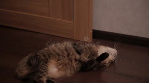 Cat Rolling on Floor Want Cat Sex Estrus Pairing Oestrus Estrum Mate. Stock Footage - Video of little, animal: 110864654