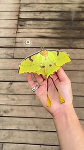 3.6K views · 193 reactions | The African Moon moth can be found from...