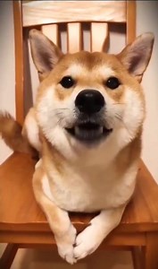 The Fluppy Little Devious Dog Breed, Meet the Shiba Inu!  #DogReels #fbreelsvideo #OffLeashK9Training #FbReelsVideo #reelschallenge | Lehigh Valley Dog Trainers: Off Leash K9 Training | Facebook