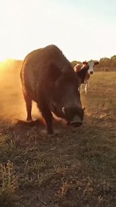 18 reactions | Farm Dog Saves Calf From Charging Boar — Unbelievable Moment! ⚡ #animals #wildlife #farmdog | Wow Animal Facts | Facebook