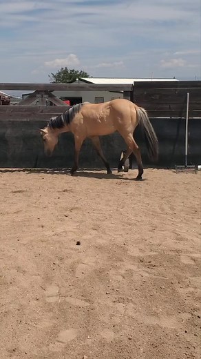 2024 APHA Buckskin colt in Baker City, OR DJ Miller Ranches #apha #horses #buckskin | DJ Miller Ranches