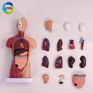 [Hot Item] in-M5 32 Parts Human Anatomical Torso Model