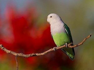 Grey headed lovebird - Alchetron, The Free Social Encyclopedia