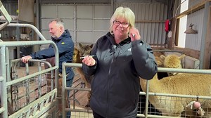 1.9K views · 102 reactions | Getting experience in giving injections. | Mullacott Alpacas | Facebook