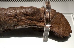 The biggest discovered poo in history belonged to a sick Viking. Here's the story