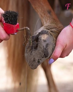 A girl transforms a pony from dirty to clean and beautiful | Family World