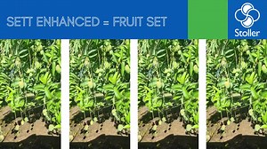 "Insane fruit set!!" It really is. Lovely mango crop in Mareeba. To see the full program: https://stoller.com.au/crops/mango/ #WeAreStoller #WeAreInnovation | Corteva Agriscience