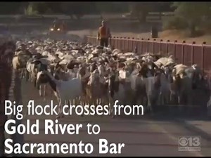 This is something you don't see every morning! Watch as hundreds of goats and sheep cross a bridge in Fair Oaks. | CBS13 CBS Sacramento