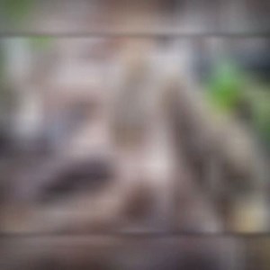 13 reactions | The morels were everywhere over the weekend! With so...