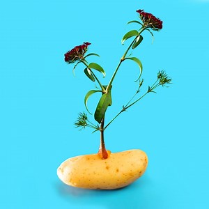 572K views · 955 reactions | Clever plant hacks for every home gardener : | Smart is the New Sexy | Facebook