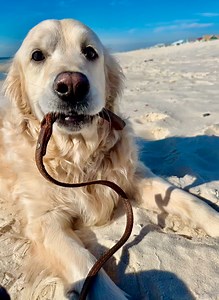 Dis Bubba is da BOSS of Dis Beach. #likeaboss #boss #beach #bubba #beachwalk | Along Came Polly, Rosie and Bubba
