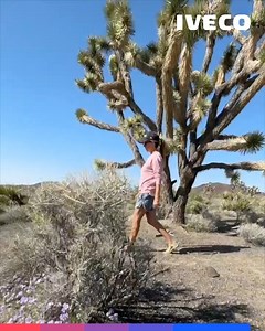 Беше прекрасна първа седмица в САЩ за Nuria и нейното семейство! Те имаха шанса да посетят изумителни места като Anza-Borrego State Park, Mojave Desert и Grand Canyon - всичко това на борда на техния Tigrotto, разбира се. Следваща спирка: Калифорния. Подгответе се за още #DailyVanLife приключения! #IVECO #Nuria #VanLife | IVECO