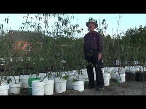How to Grow Peach Trees : How to Harvest & Store Peaches