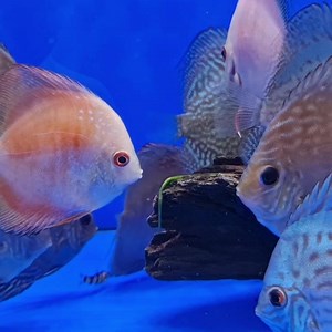 7cm Malaysian discus $59ea #discusfish #freshwateraquarium #innerwestpets #innerwestsydney #newtownaquariumsydney #newtownsydney #stpeterssydney #sydneypets | Newtown Aquarium