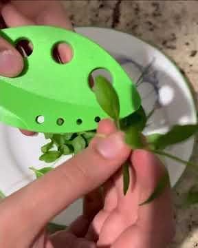 How to remove herb leaves from the stems in two seconds